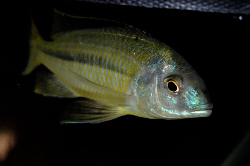 Nyassachromis nigritaeniatus 'Chipoka'
